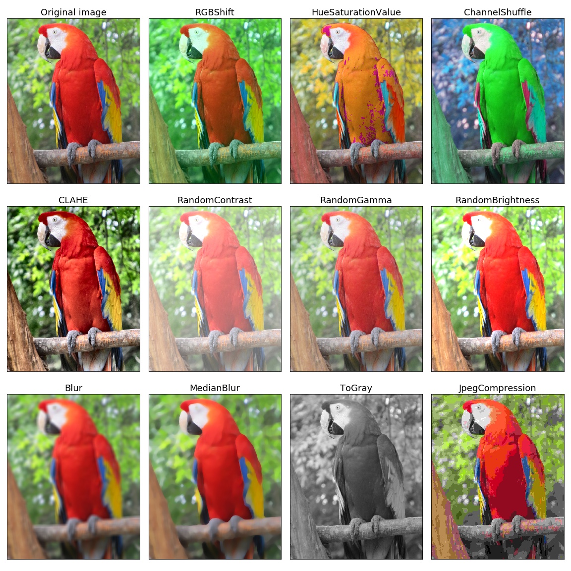 parrot