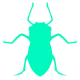 Aphid