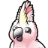 Cockatoo