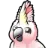 Cockatoo