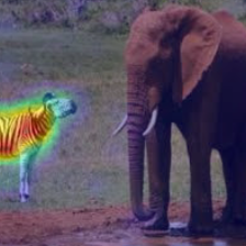 zebra