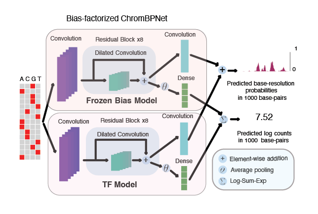 ChromBPNet架构图