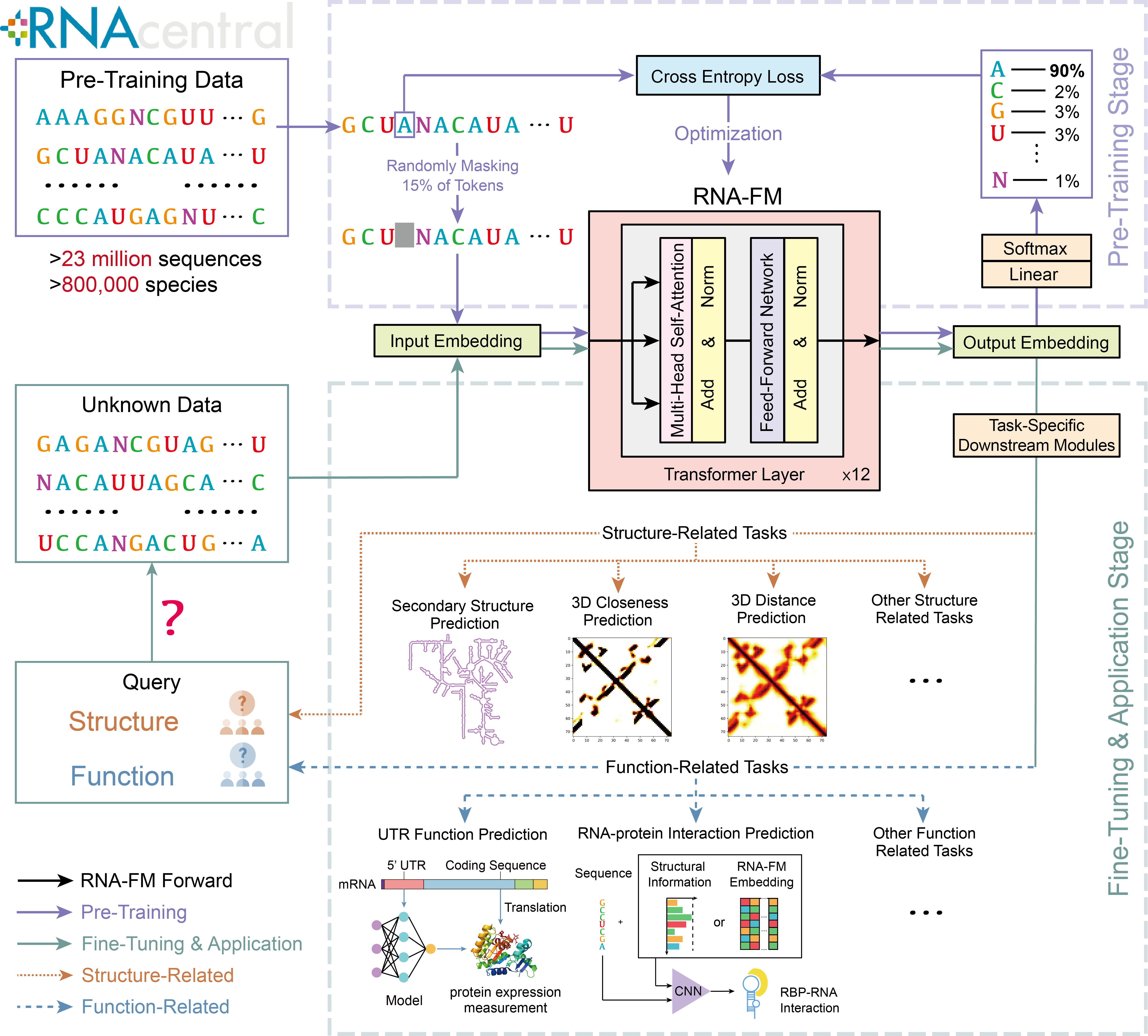 RNA-FM模型概览