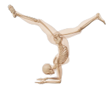 SKEL: 从皮肤到骨骼 - 迈向生物力学精确的3D数字人类模型