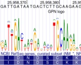 GPN: 革命性的基因组预训练网络