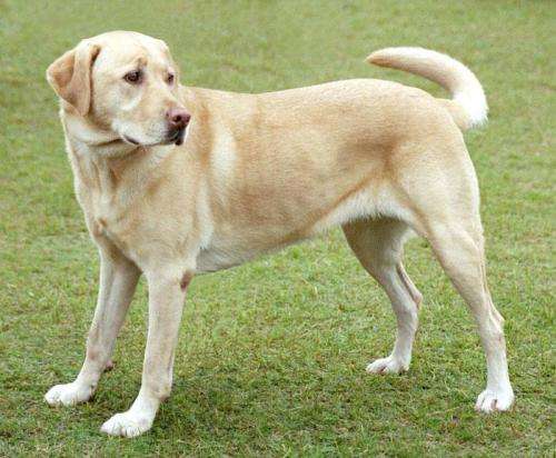 Image 1: a yellow labrador standing on the grass