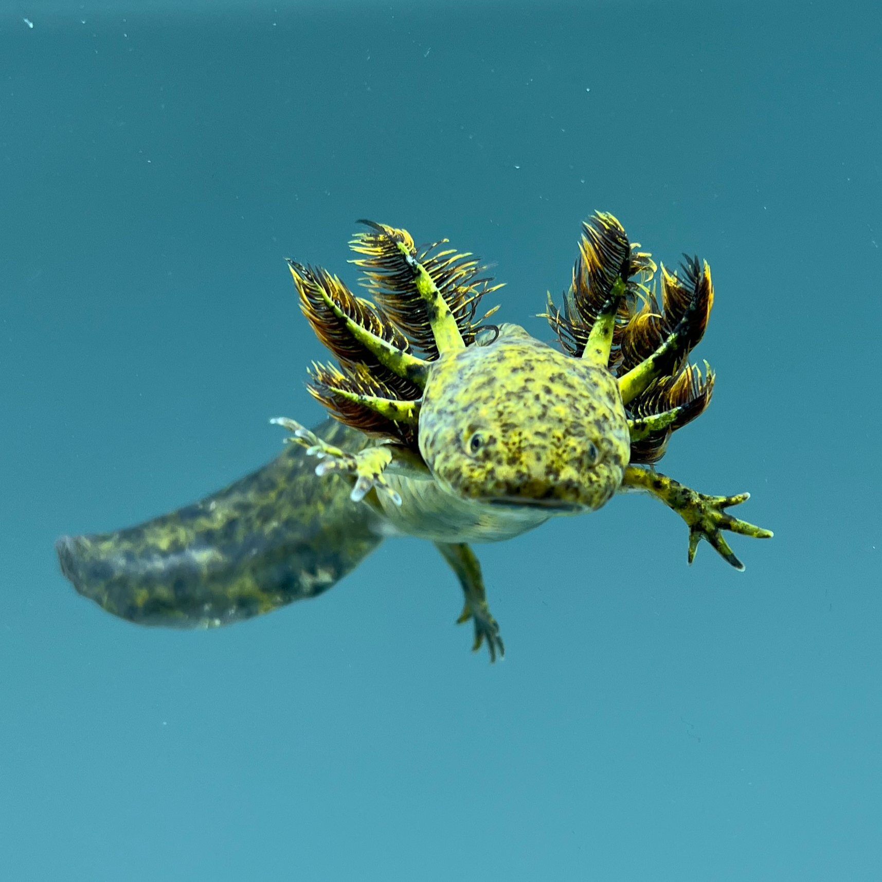 Axolotl支持的模型