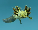Axolotl: 一款强大的AI模型微调工具