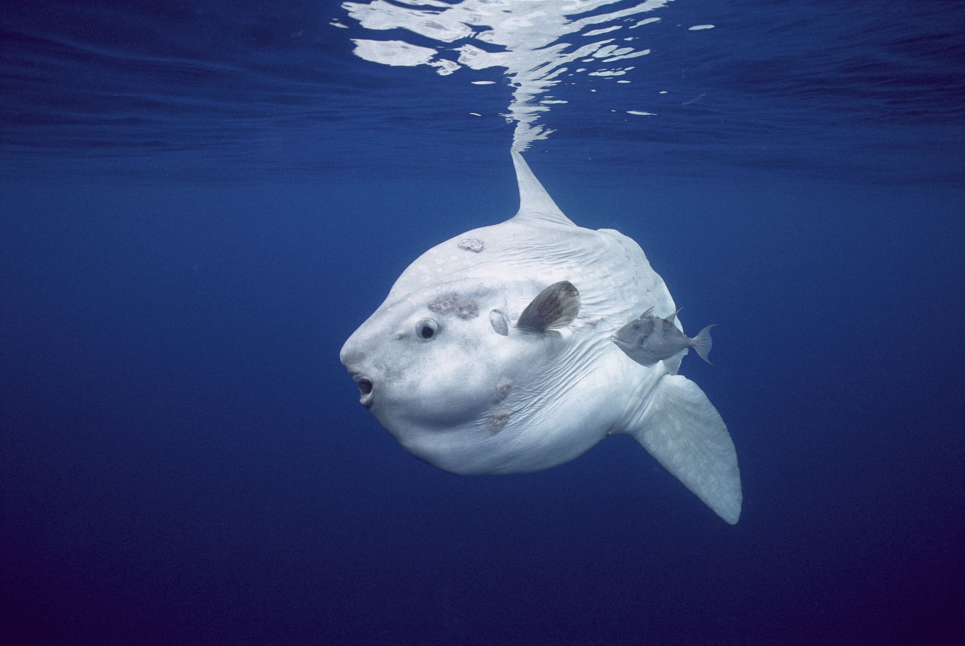 Sunfish海洋生物