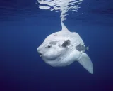 Sunfish: 一个111行Python代码实现的国际象棋引擎